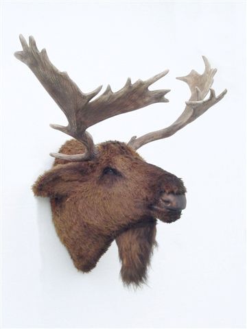 Moose Head - Click Image to Close